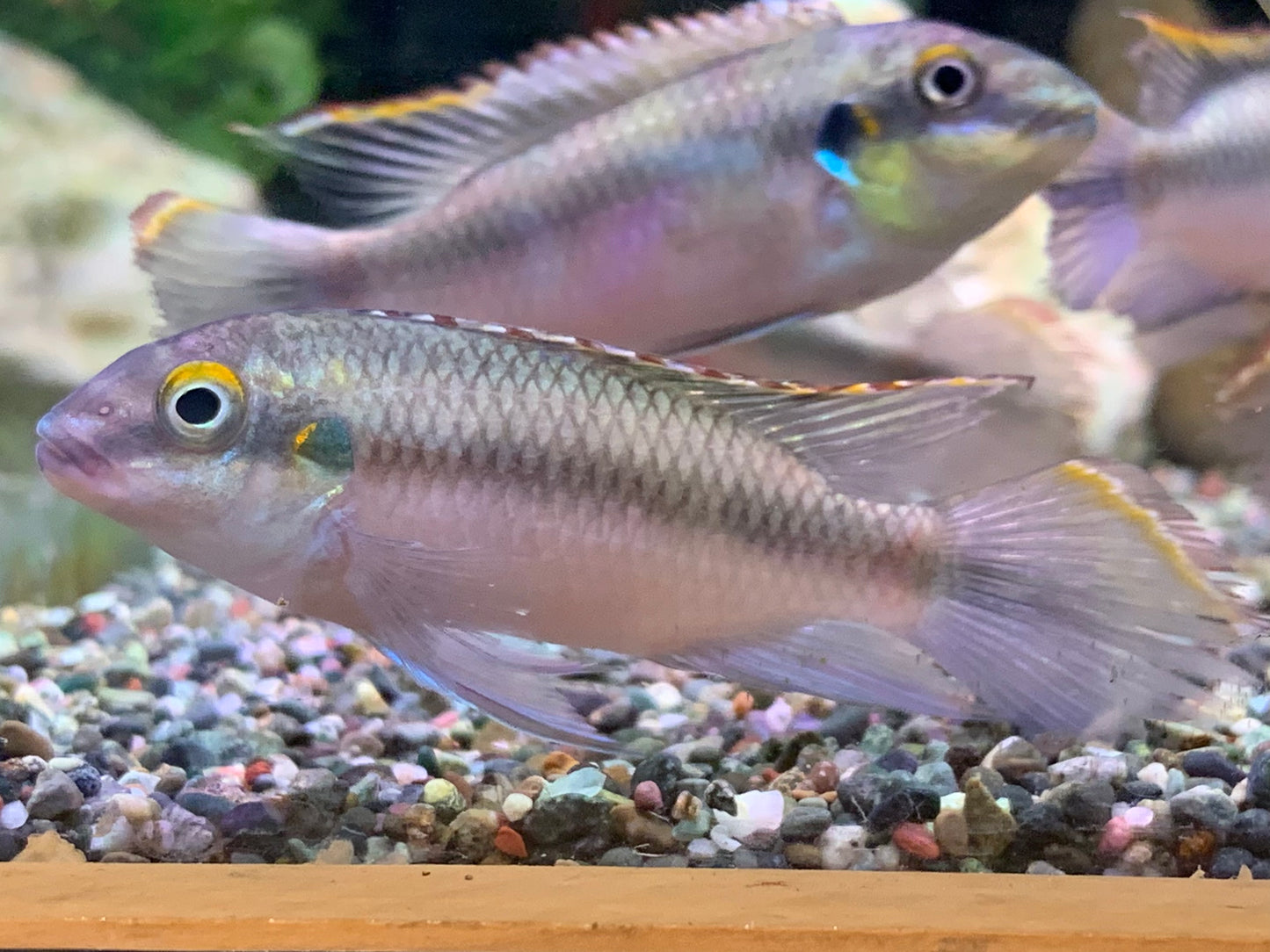 Kribensis