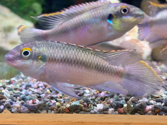 Kribensis
