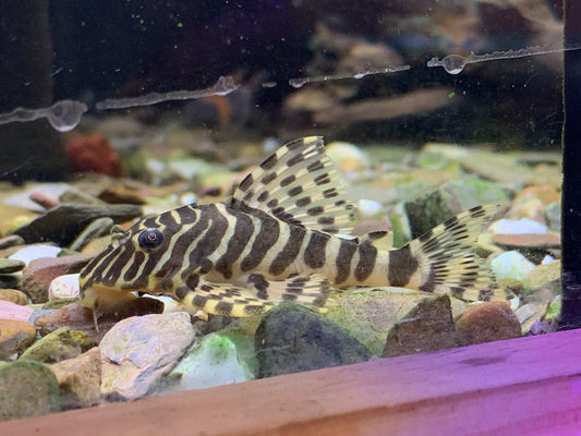 L134 Leopard Frog Pleco