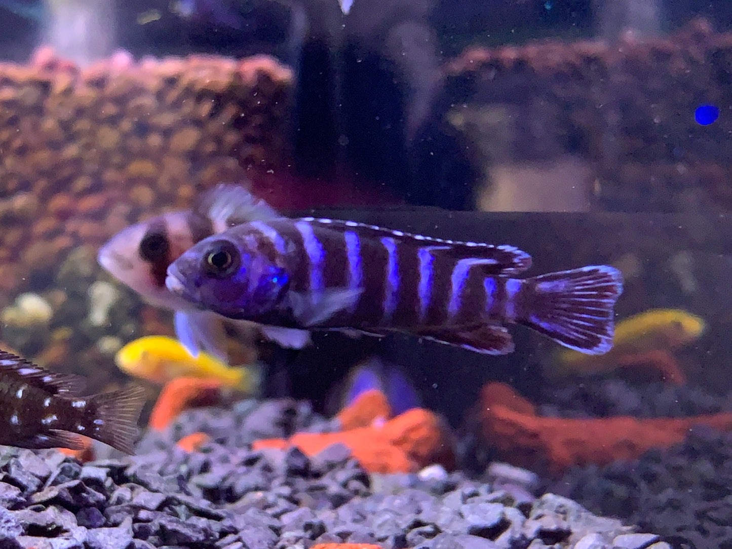 Demasoni