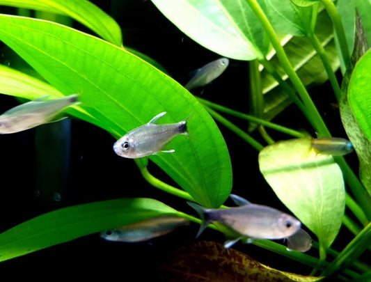 Hyphessobrycon negodagua