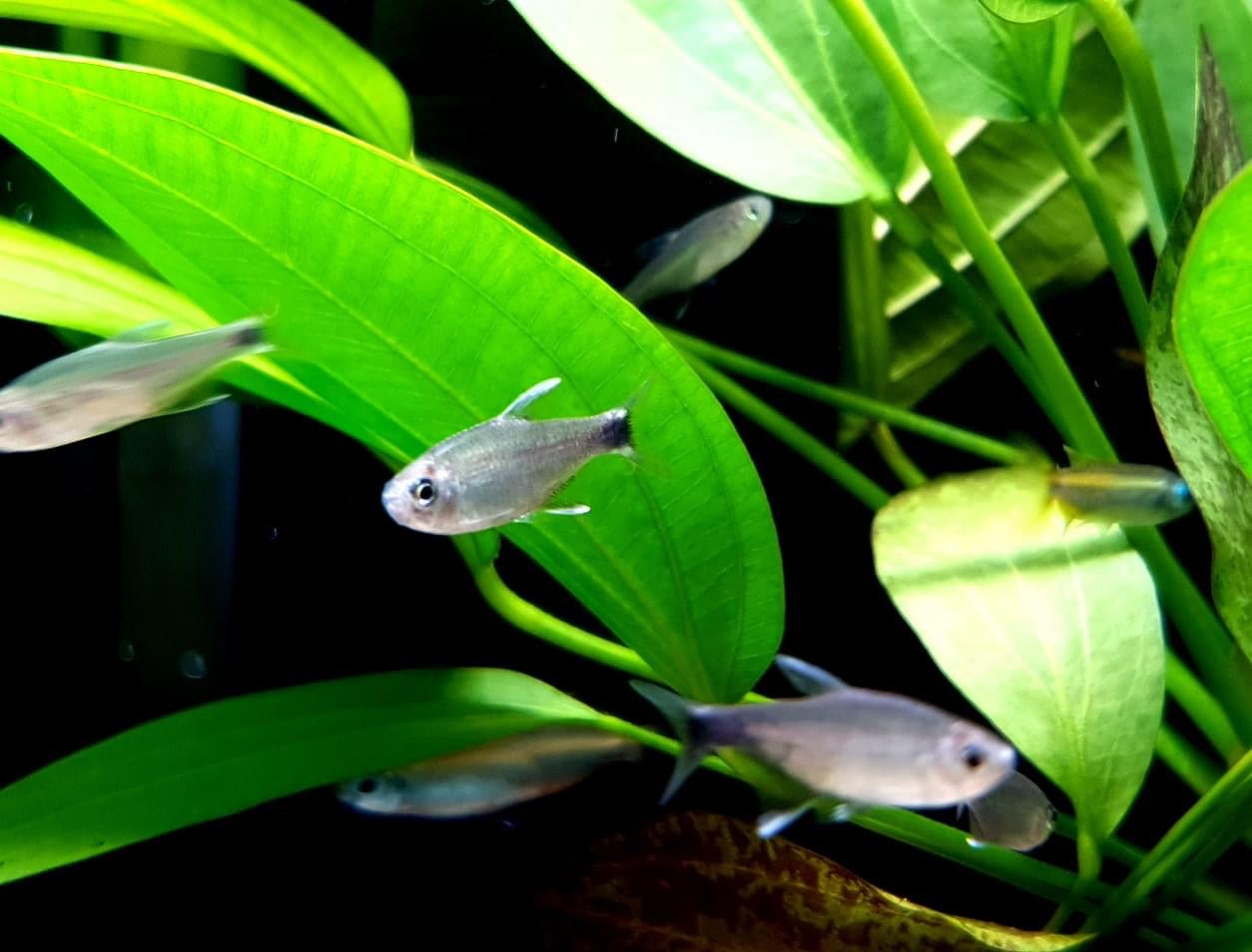 Hyphessobrycon negodagua