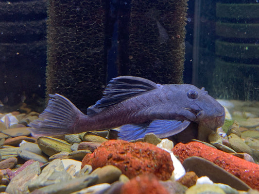 L239 Blue Queen Panaque