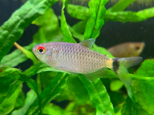 Red Eye Tetra