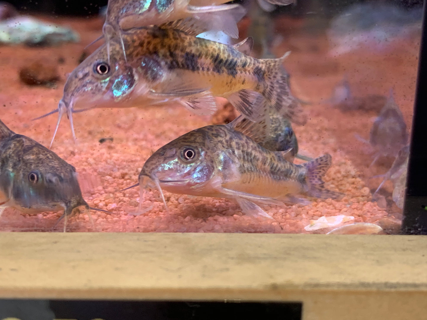 Pepper Cory