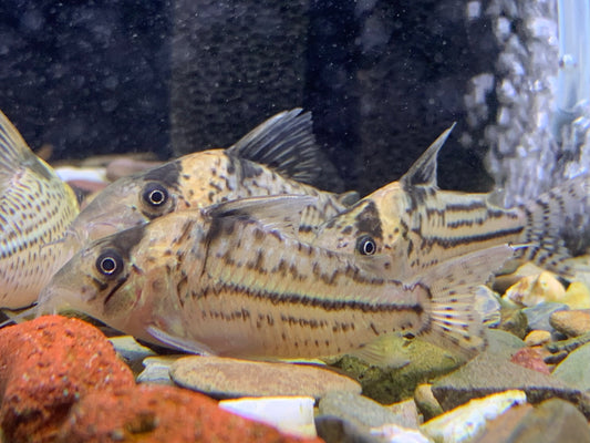 Corydoras Incolicana