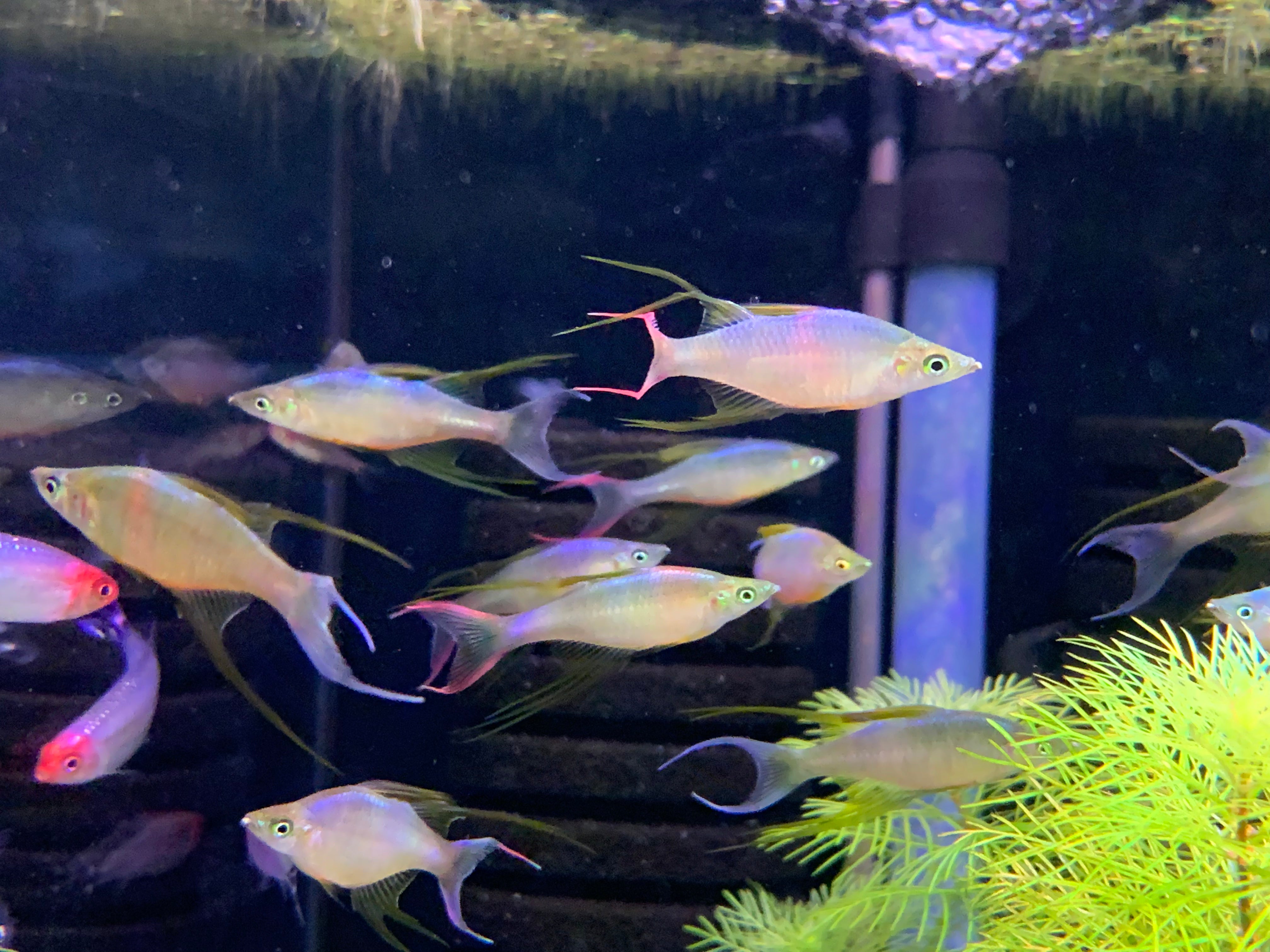 Threadfin Threadfin Rainbowfish – Aquatic Avenue Online Store