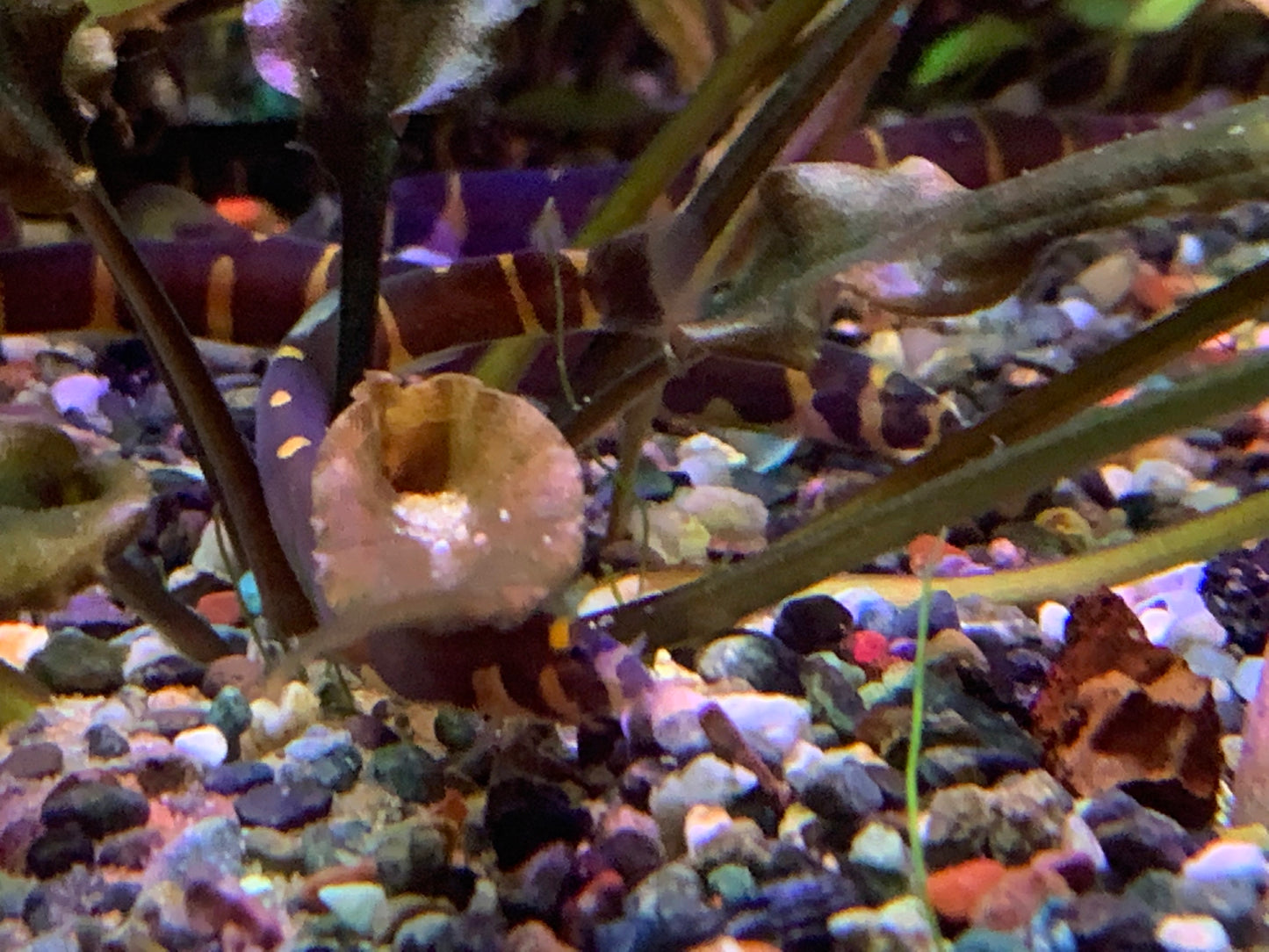 Kuhli Loach