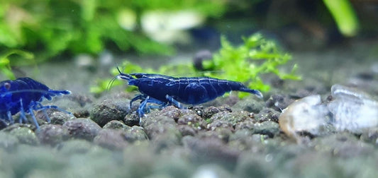Blue Diamond Shrimp