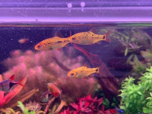 Golden Barb