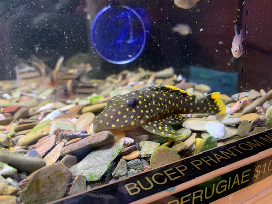 L177 Gold Nugget Pleco