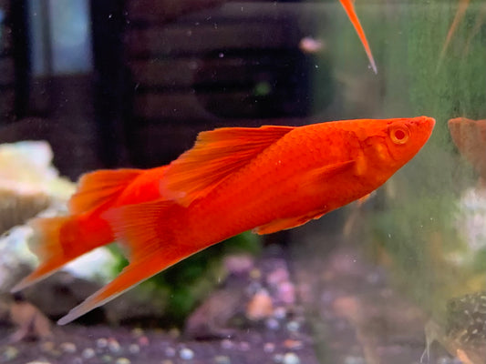 Albino Hifin Molly
