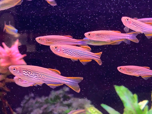 Danio Kyathit