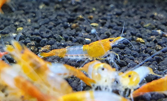 Orange Rili