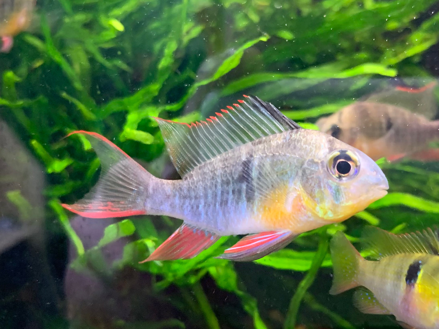 Bolivian Ram