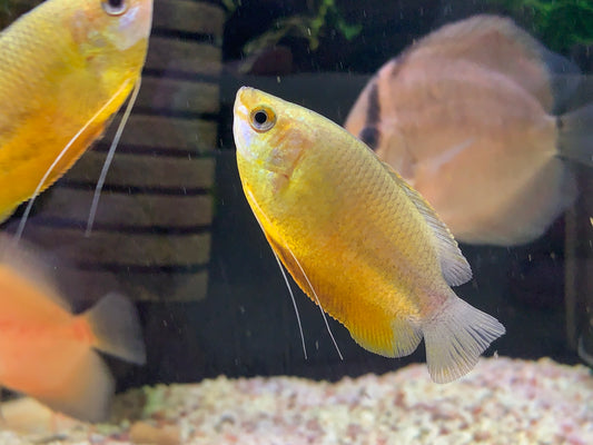 Honey Gourami