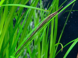 Longnose Twig Catfish