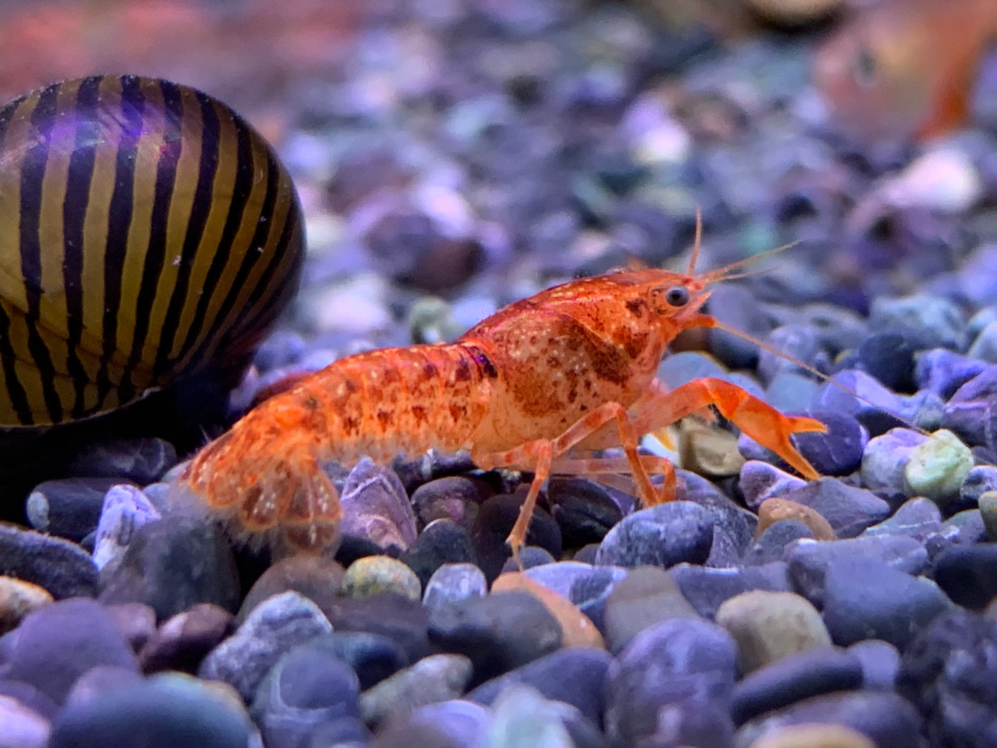 Dwarf Mexican Crayfish