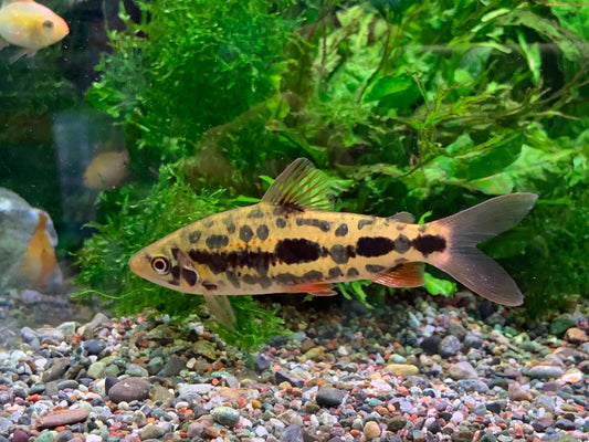 Leporinus sp “Strawberry”