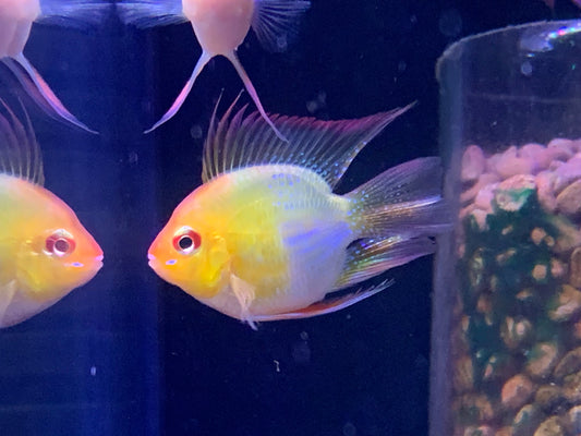 Golden Hollan Ram
