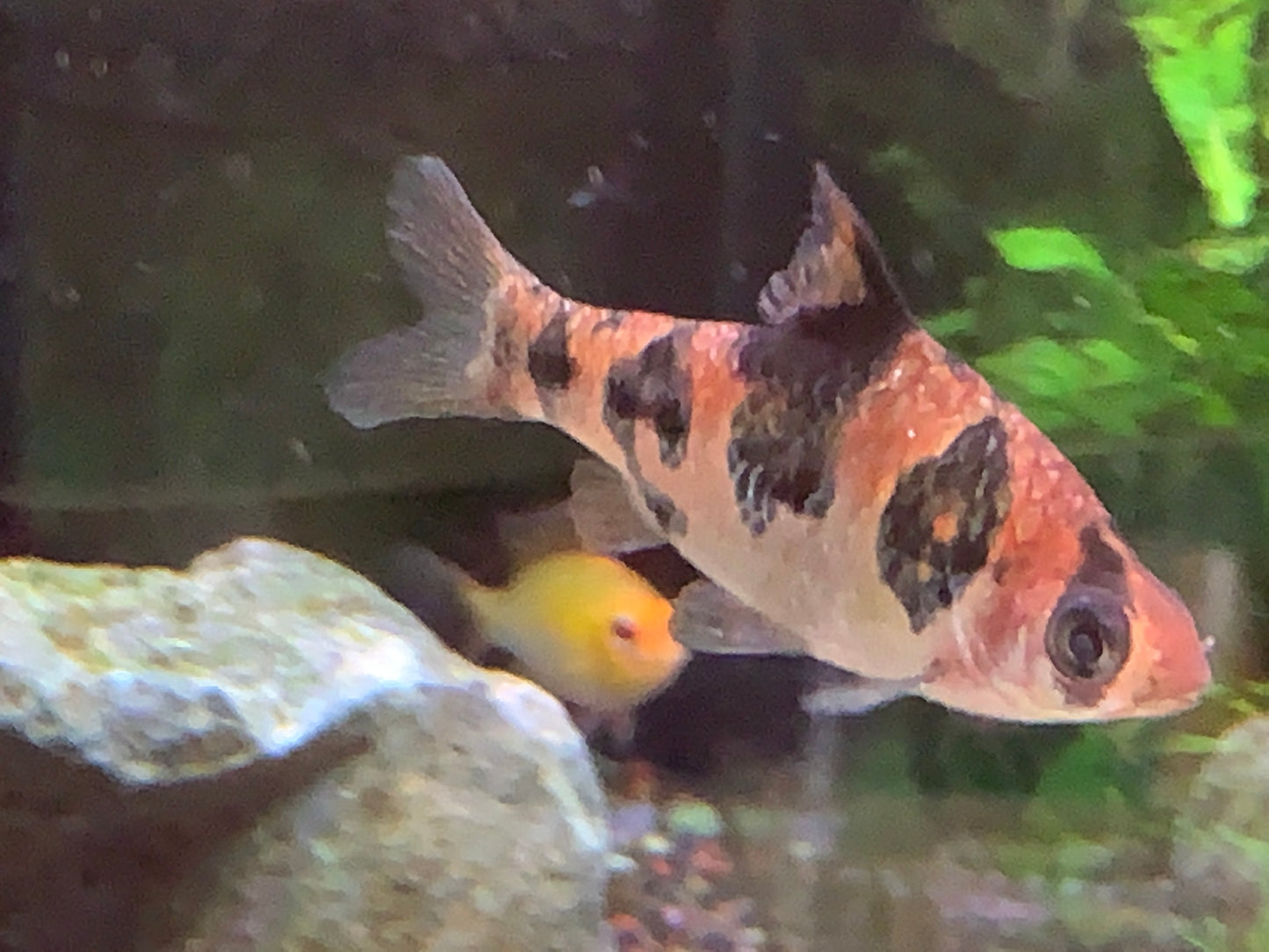 Snake Skin Barb