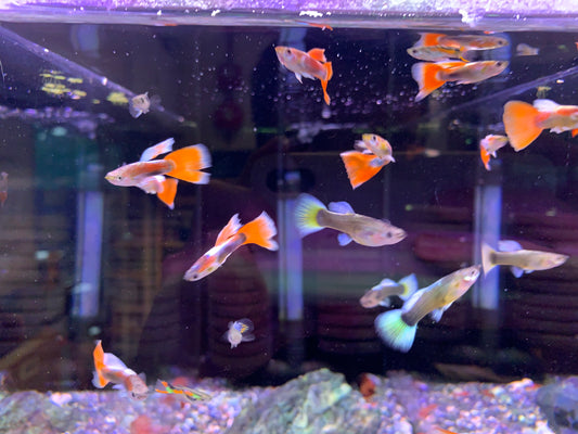 Platinum Sunset Guppy Pair