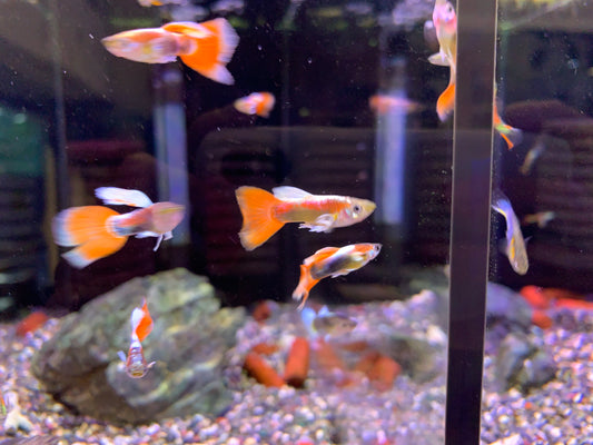 Platinum Sunset Guppy Pair