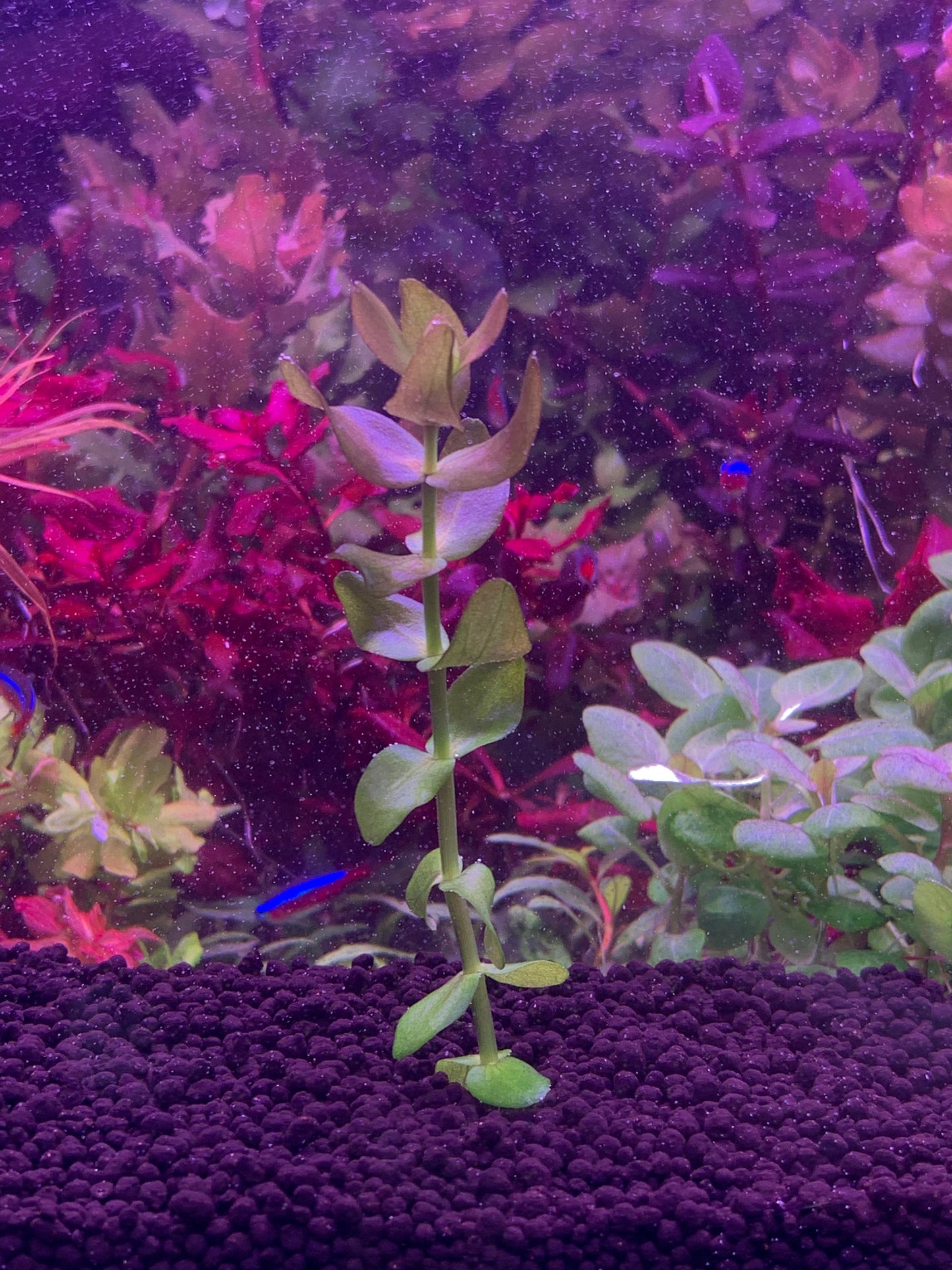 Bacopa Colorata