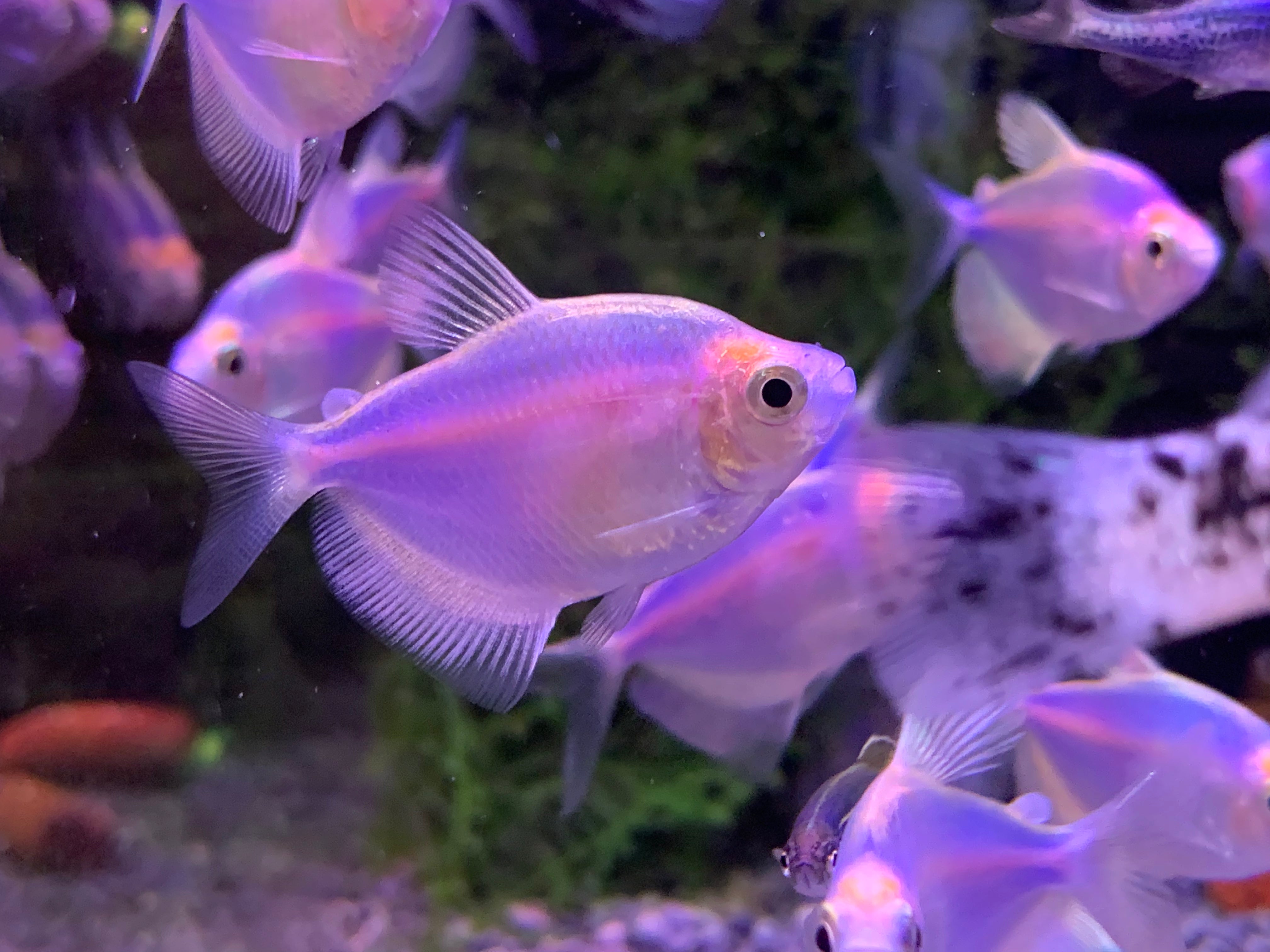 Colour Flag Aquatic Avenue Online Store colour-flag-aquatic-avenue-online-store