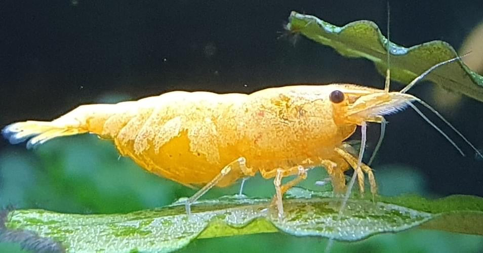 Golden Sand Shrimp