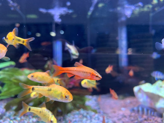 Cherry Barb