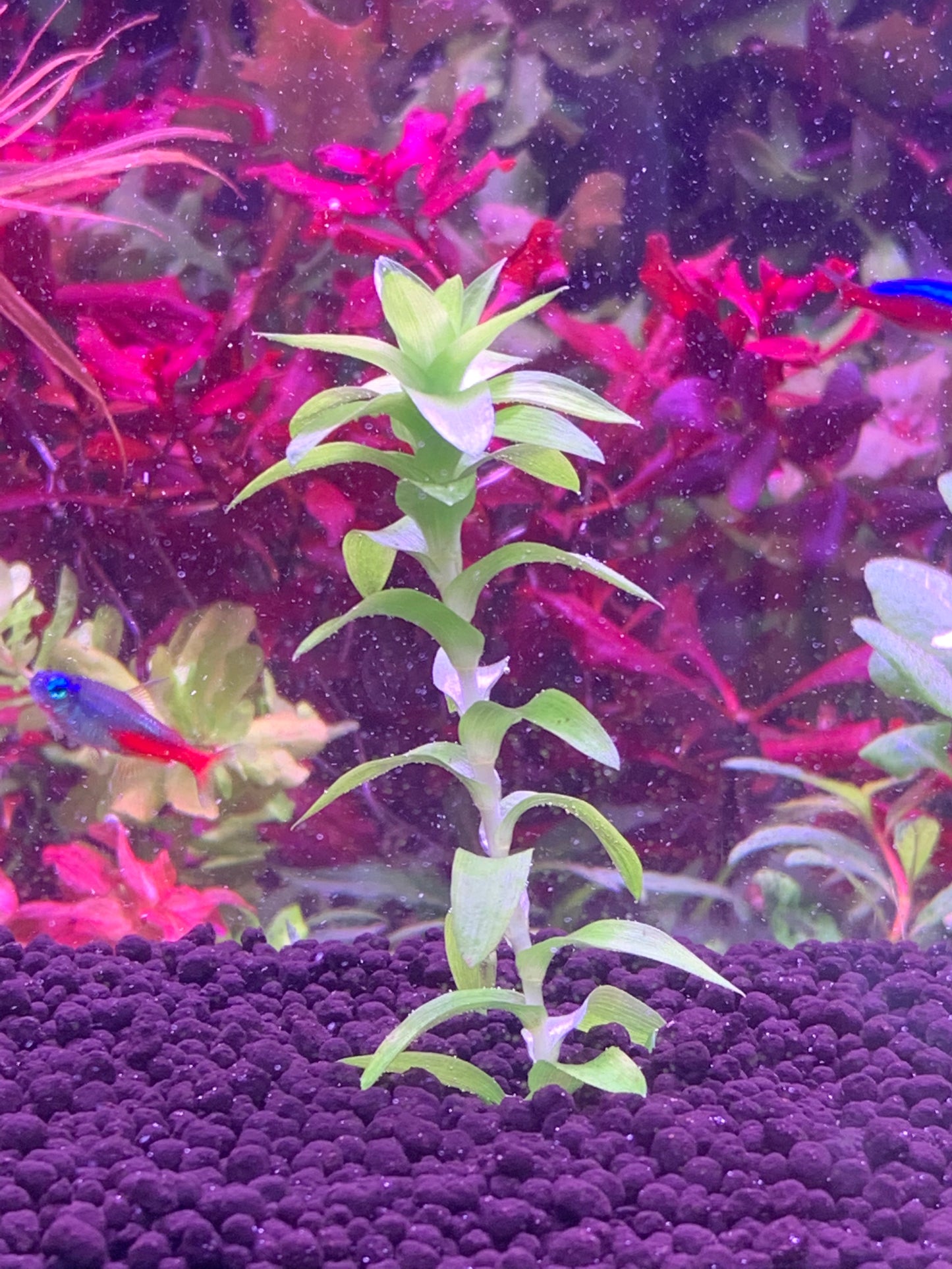 Tonina Fluviatilis