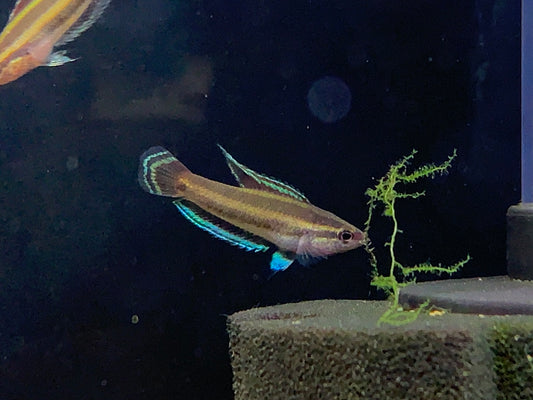 Parosphromenus Nagyi