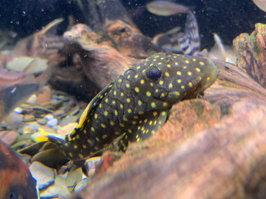 L177 Gold Nugget Pleco