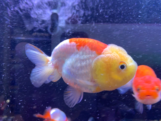 Thai Ranchu