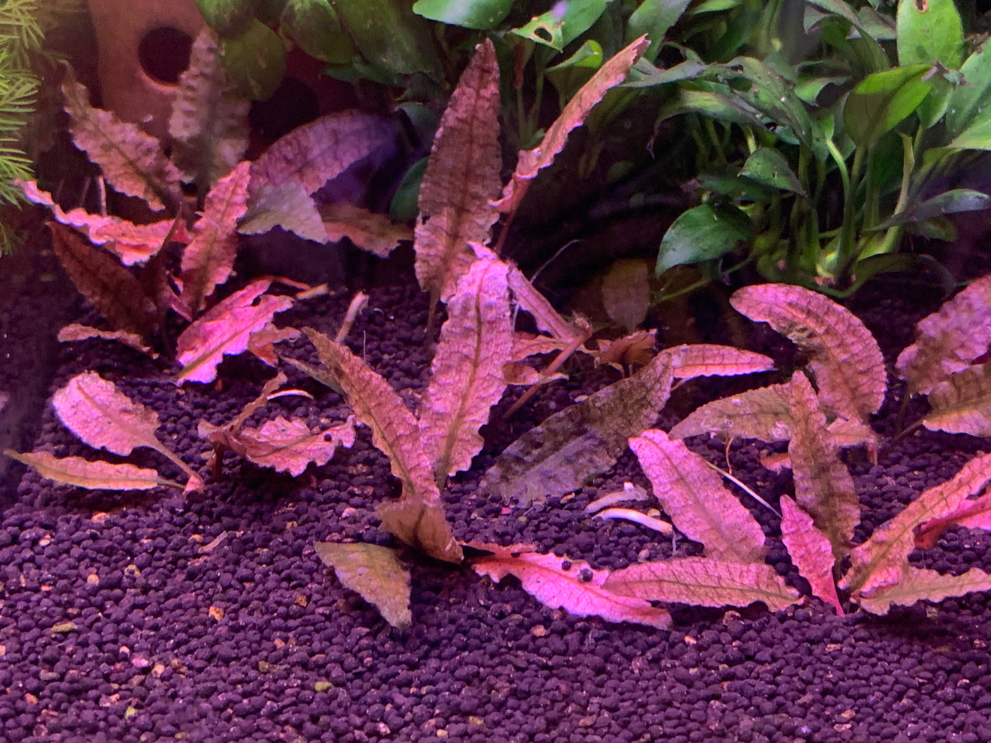 Cryptocoryne Flamingo Pink