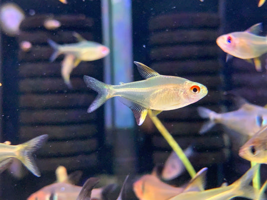 Lemon Tetra