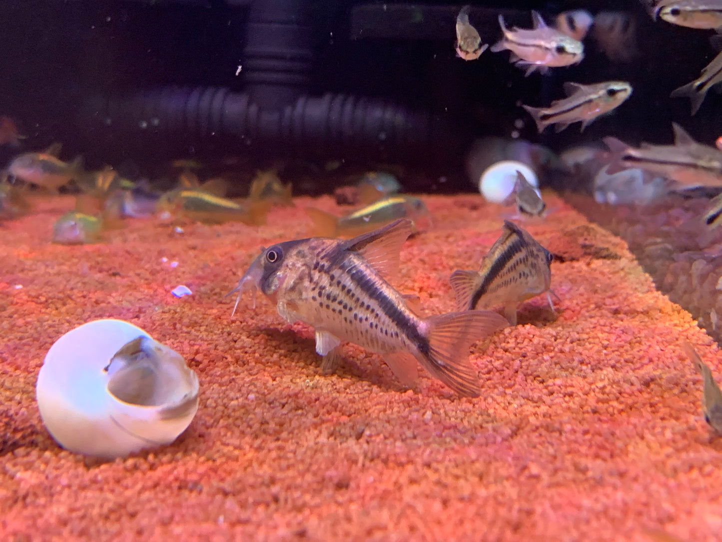 Corydoras Loxozonus