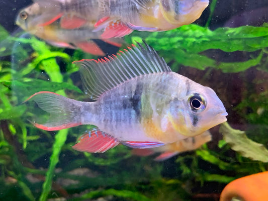 Bolivian Ram