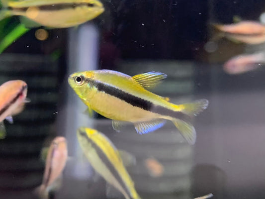 Hyphessobrycon cyanotaenia