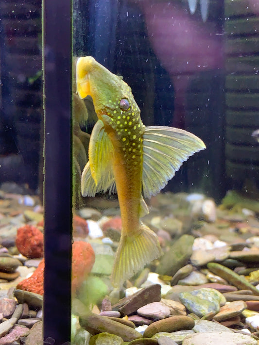 L200 Green Phantom Pleco
