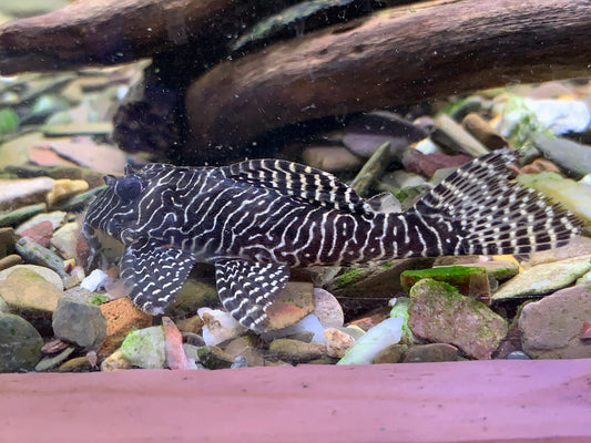 L260  Queen Arabesque Pleco