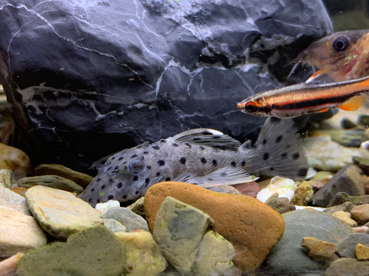 L264 Sultan Pleco – Aquatic Avenue Online Store