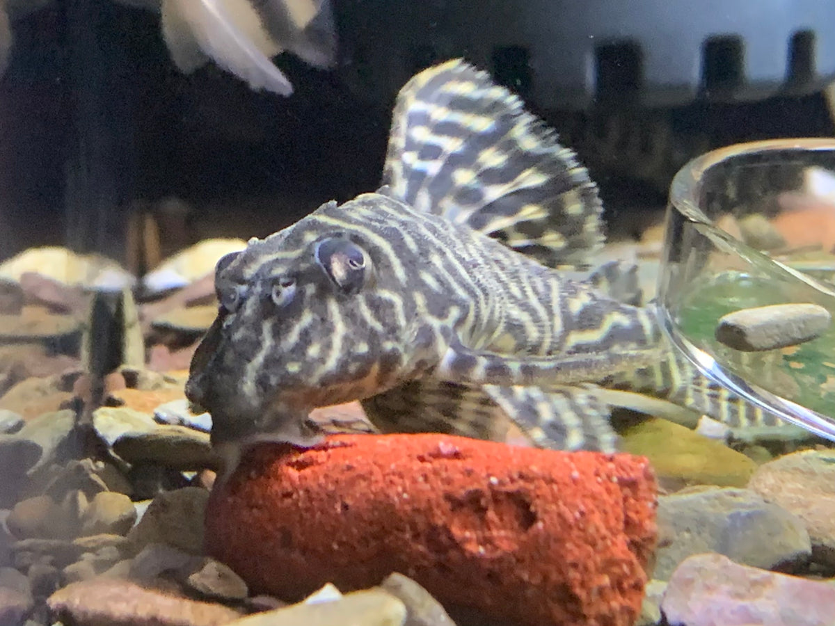 L333 King Tiger Pleco – Aquatic Avenue Online Store