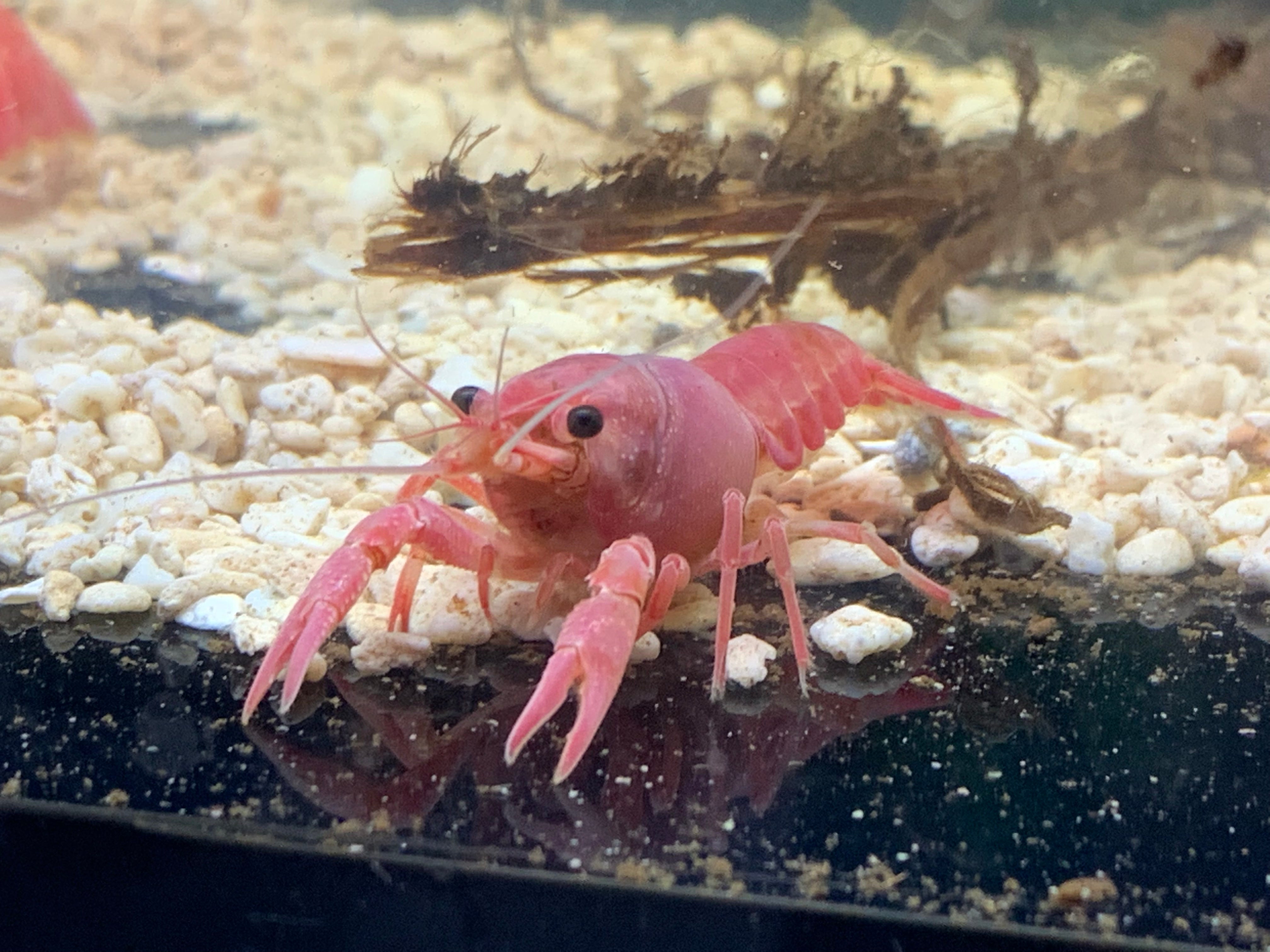 Juvenile Valentine Pink Crayfish