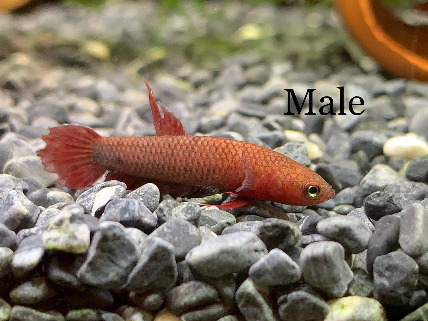 Betta Sp Jade(pair)