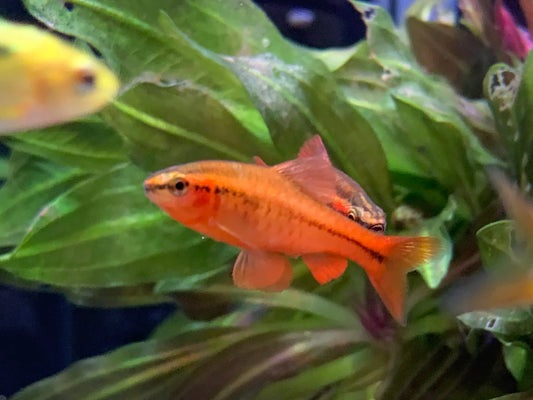 Cherry Barb