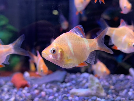 Orange Tigerbarb