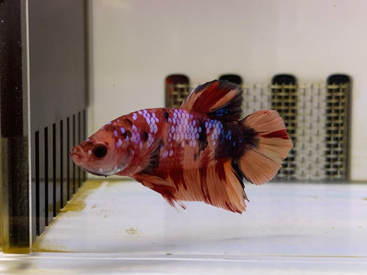 Plakat Betta