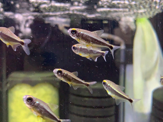 Moenkhausia Heikoi XL